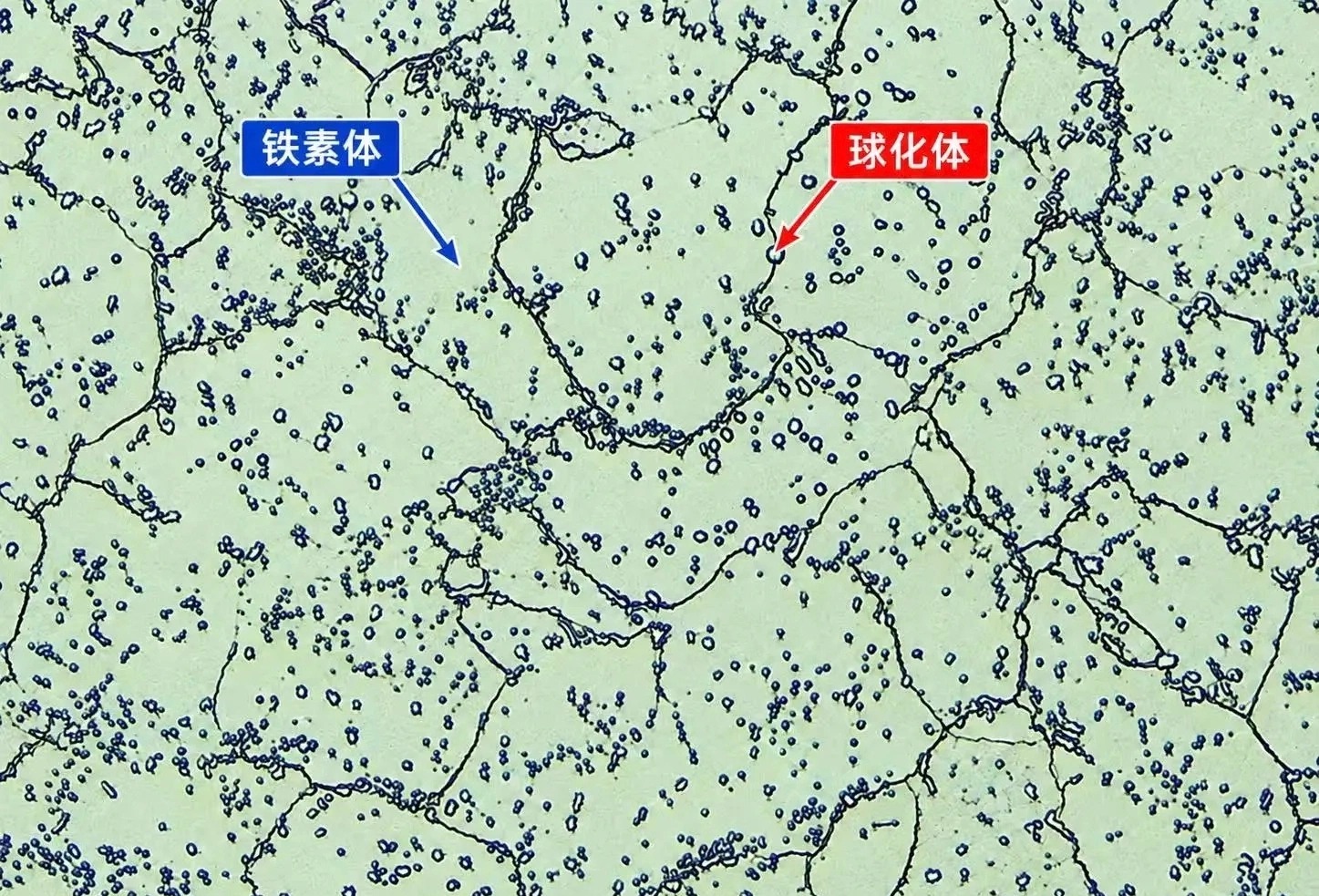 球化退火组织